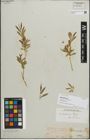 Foto von Salix caspica Pall.
